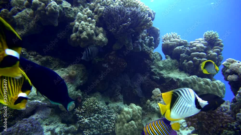 Tropical fish and coral reefs. A warm sea. Diving. Tropical fish and coral reefs. A warm sea. Diving.