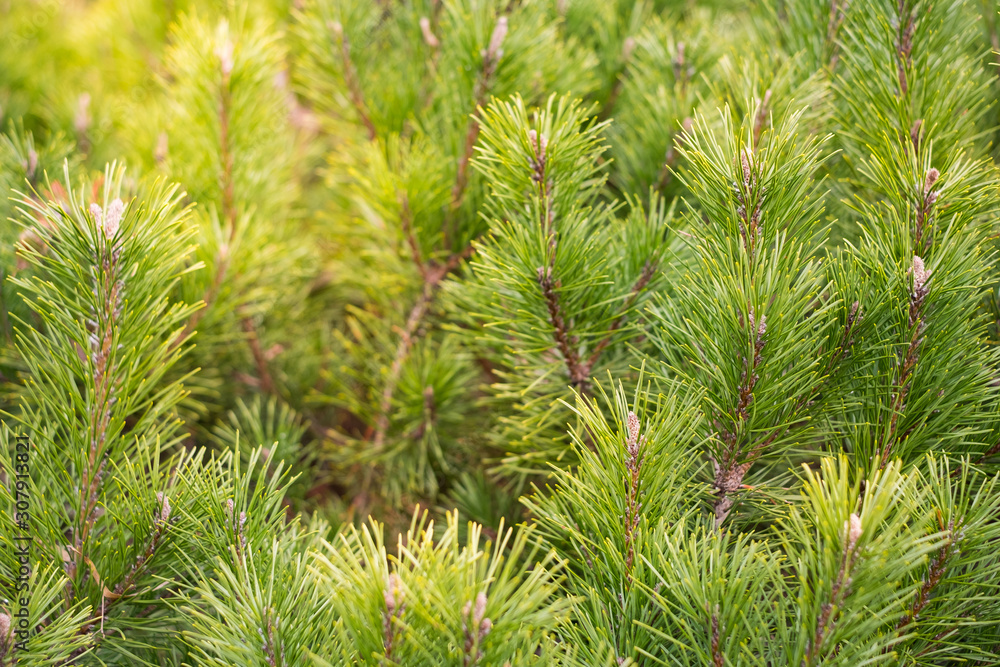Young green pine trees background. Christmas time. Young green pine trees background. Christmas time.