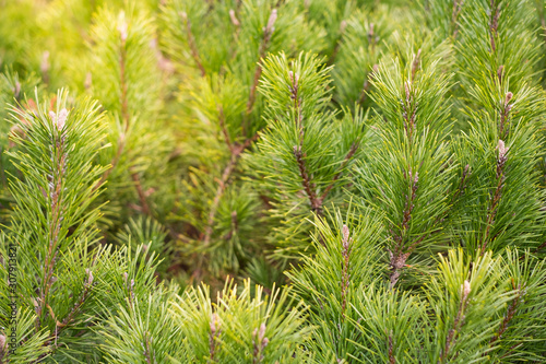 Young green pine trees background. Christmas time.