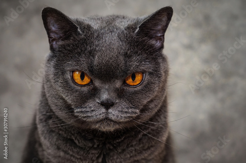 Portrait of British shorthair cat. Close up portrait