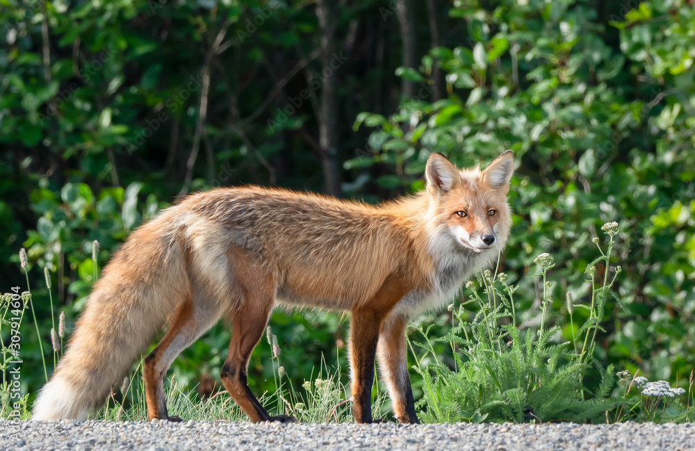 A fox in the wild looking for a meal