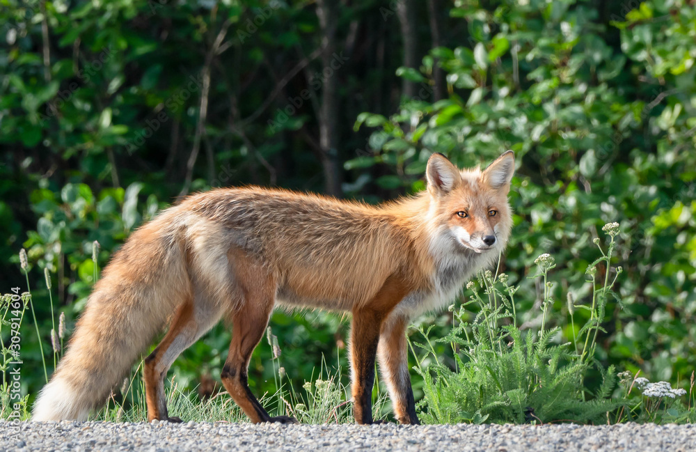 A fox in the wild looking for a meal A fox in the wild looking for a meal