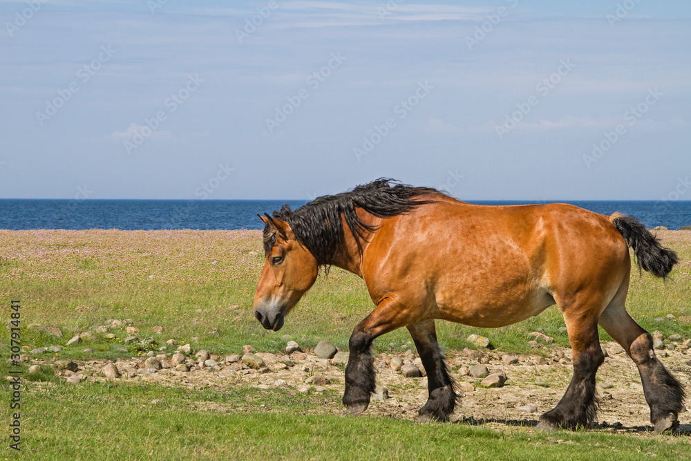 Fototapeta premium Schimmel im Naturreservat Morups Tange