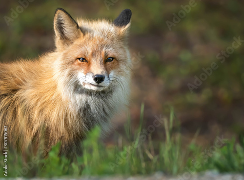 A fox in the wild looking for a meal