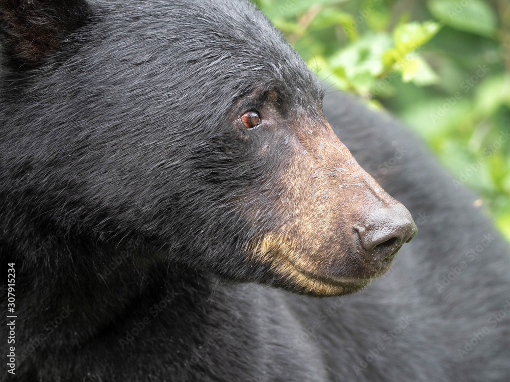 Black Bear in the wild looking for a meal Black Bear in the wild looking for a meal