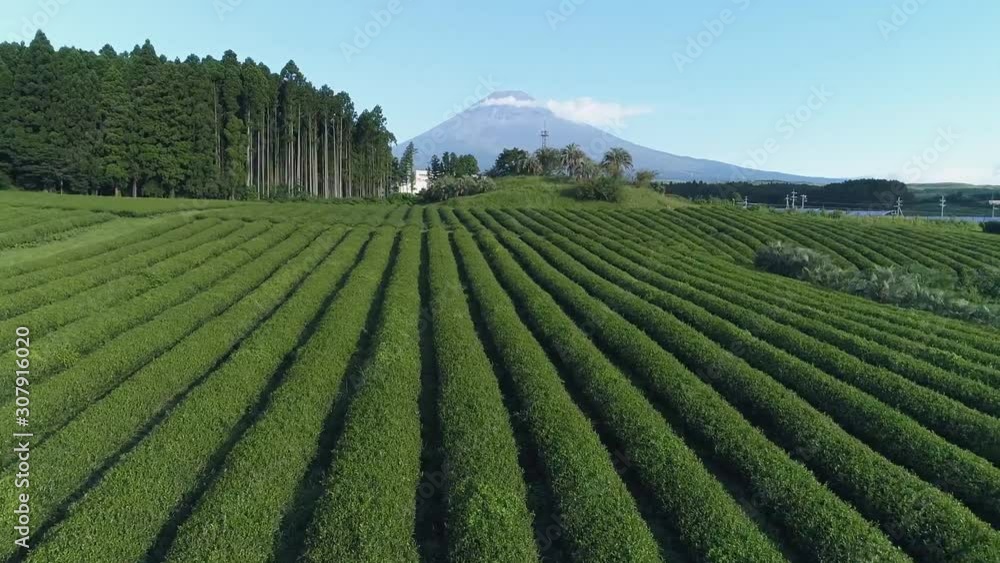 Aerial view of the beautiful natural landscape of Japan, tea plantations against the backdrop of Mount Fuji. Aerial view of the beautiful natural landscape of Japan, tea plantations against the backdrop of Mount Fuji.
