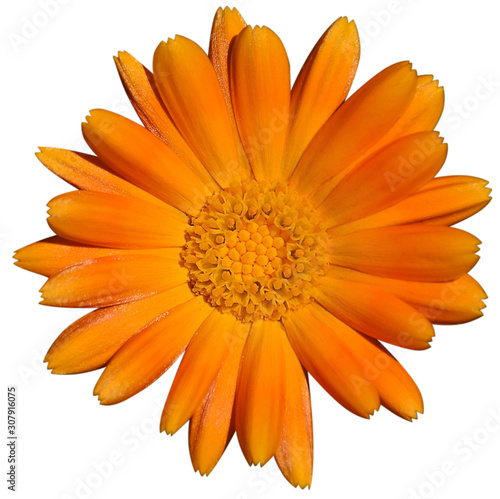 orange flower many petals top view isolate