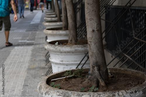 white vases with trees