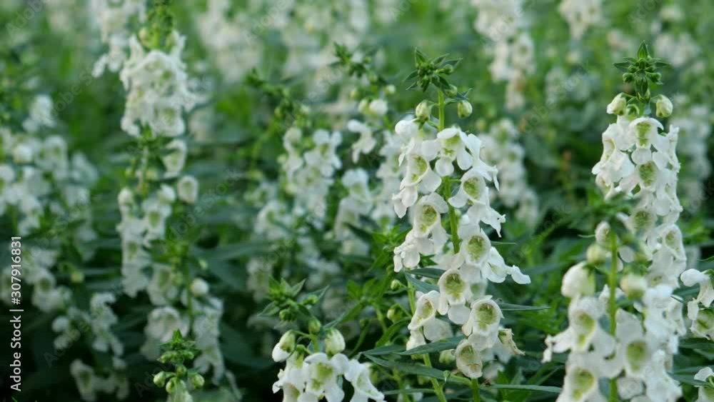 Beautiful flowers in the nature Beautiful flowers in the nature