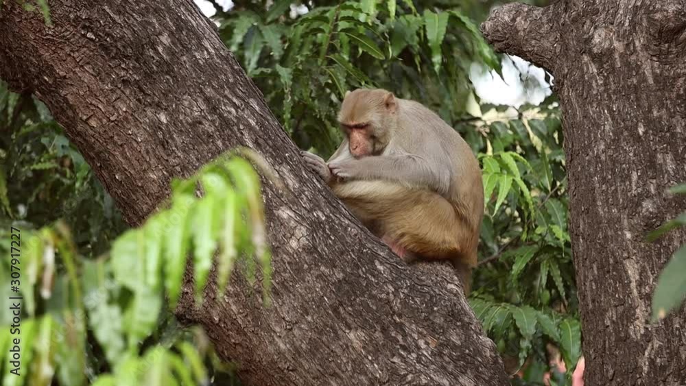 Rhesus macaque (Macaca mulatta) in slow motion is one of the best-known ...