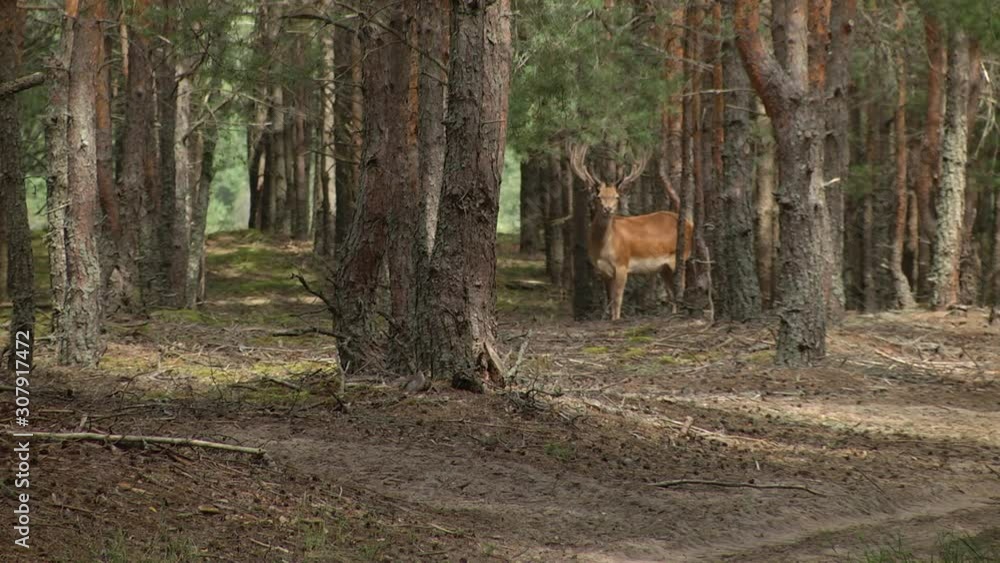 Cute animal stands among the trees in the forest and looks at the camera. Cervus elaphus. Hot in the forest. Warm air rises. Soft focus on the deer. Large, beautiful horns. Cute animal stands among the trees in the forest and looks at the camera. Cervus elaphus. Hot in the forest. Warm air rises. Soft focus on the deer. Large, beautiful horns.