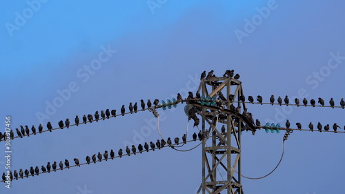 aves pequeñas de color negro posadas en una torre eléctrica, Juneda, Lérida, España, Europa