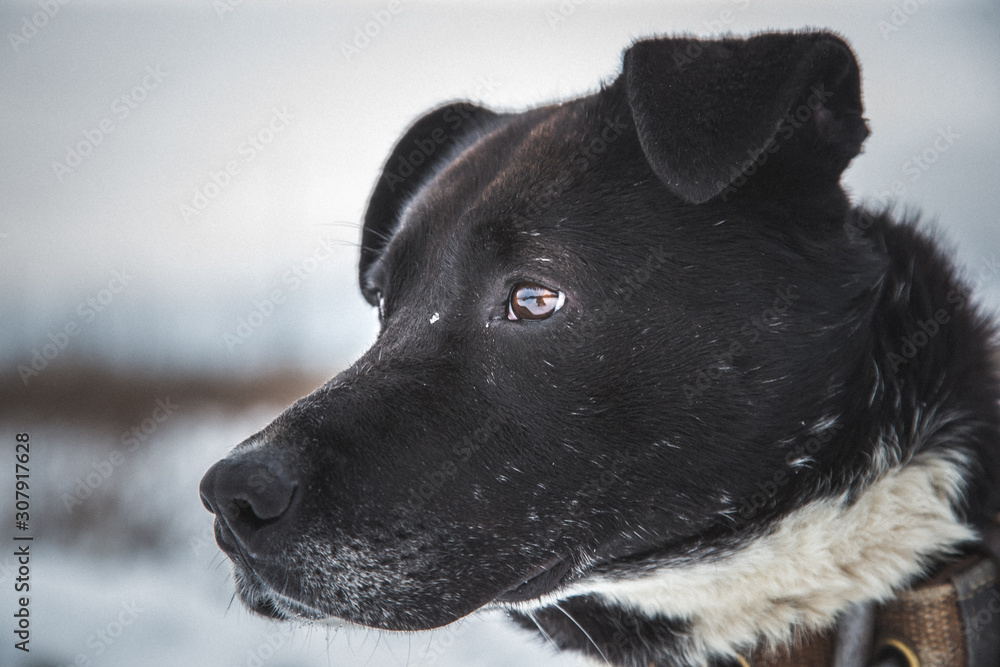 charismatic dog from a shelter for stray dogs walks on a winter day charismatic dog from a shelter for stray dogs walks on a winter day