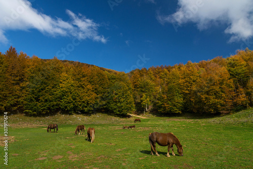 paesaggio autunnale