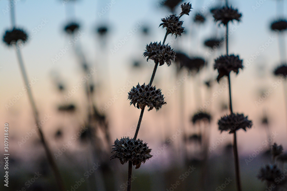 Obraz premium Dried blossums with sunset.