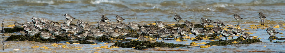 oiseau d'eau divers oiseau d'eau divers
