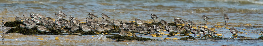 oiseau d'eau divers oiseau d'eau divers