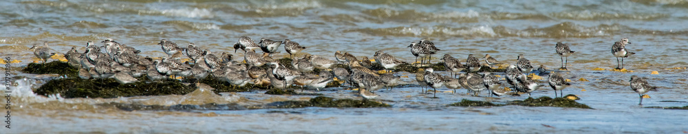 oiseau d'eau divers 