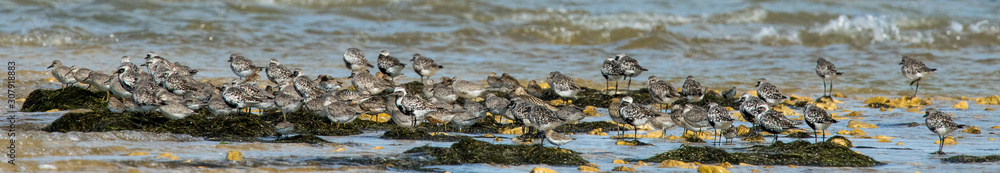 oiseau d'eau divers oiseau d'eau divers