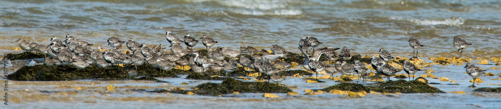 oiseau d'eau divers 