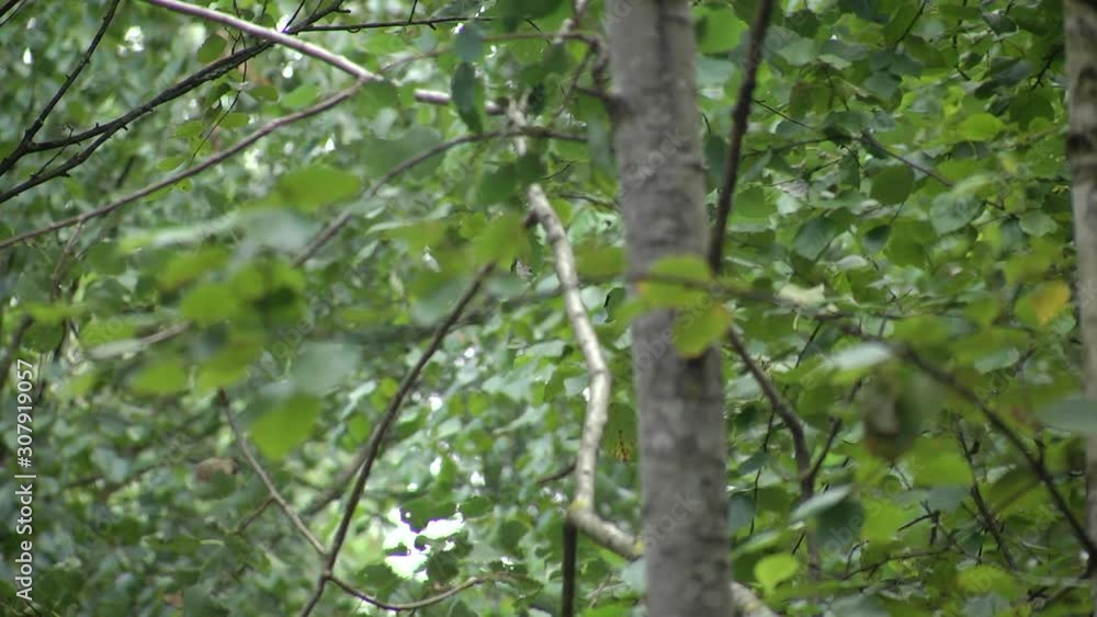 Beautiful green birch leaves over blurred background