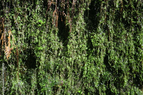 green moss on tree