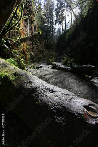 stream in the forest
