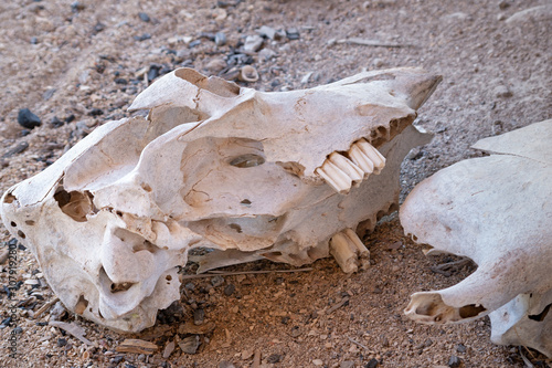 Animal skull lies on the sand