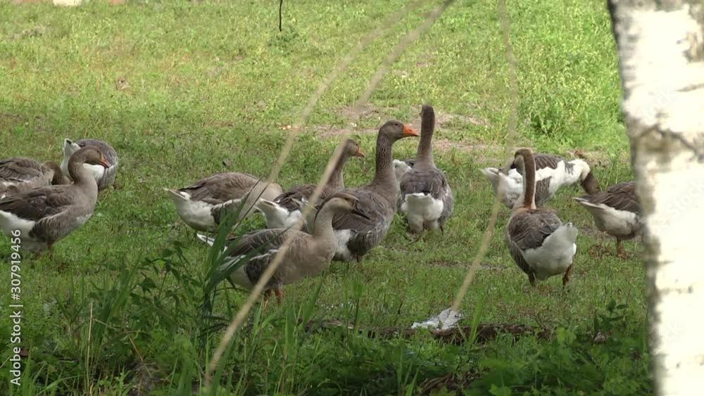 Geese graze on grass in a village or on a ranch. Flock of domestic geese walks and grazes in the corral for the animals and birds Farm. aviculture. Ecotourism concept. Village, ranch, summer. Geese graze on grass in a village or on a ranch. Flock of domestic geese walks and grazes in the corral for the animals and birds Farm. aviculture. Ecotourism concept. Village, ranch, summer.