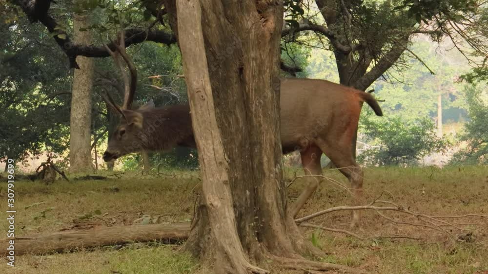 Sambar Rusa unicolor is a large deer native to the Indian subcontinent, South China, and Southeast Asia that is listed as a vulnerable species. Ranthambore National Park Sawai Madhopur Rajasthan India Sambar Rusa unicolor is a large deer native to the Indian subcontinent, South China, and Southeast Asia that is listed as a vulnerable species. Ranthambore National Park Sawai Madhopur Rajasthan India