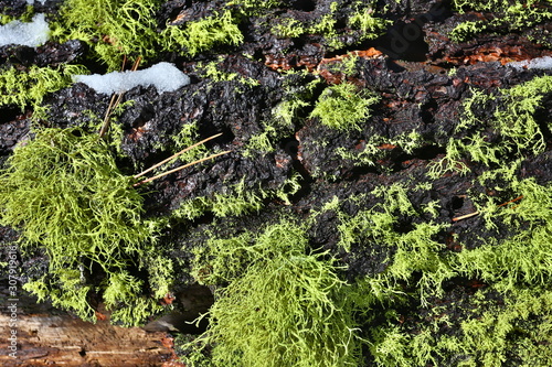green moss on a stone