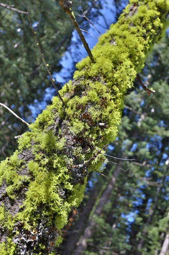 moss on tree