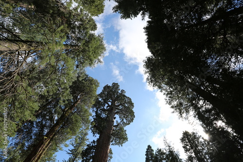 trees and blue sky