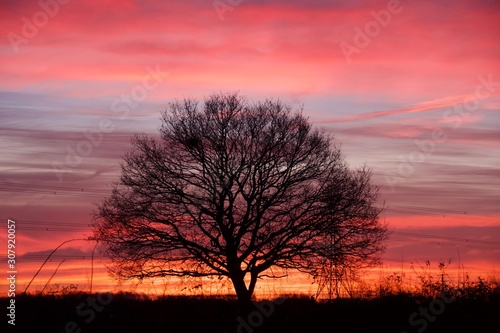 Winter Oak at Dawn