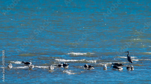 oiseaux d'eau