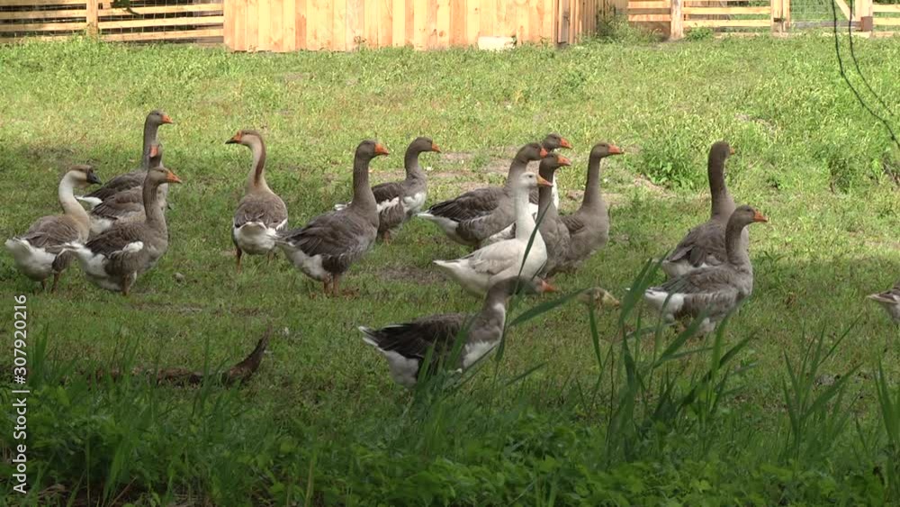 farm animal life. white beautiful geese on green grass in summer at the farm. A flock of geese grazes freely in the meadow. farm animal life. white beautiful geese on green grass in summer at the farm. A flock of geese grazes freely in the meadow.