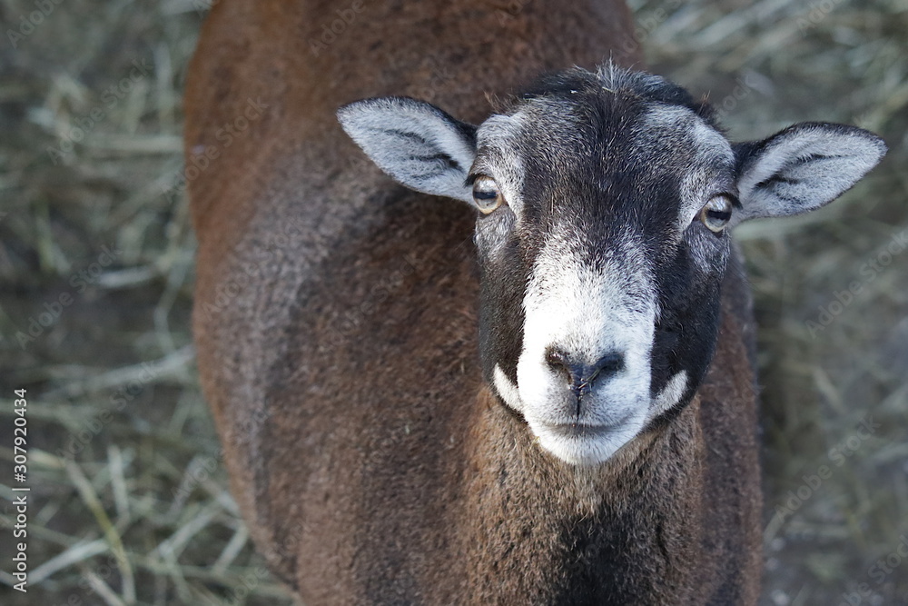 Fototapeta premium Wildschaft-Mufflon-Ovis gmelini musimon