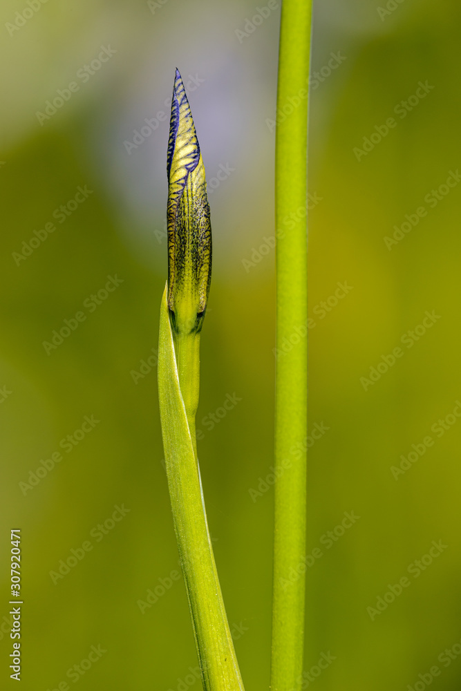 flower bud of a blue flag flower with a stem