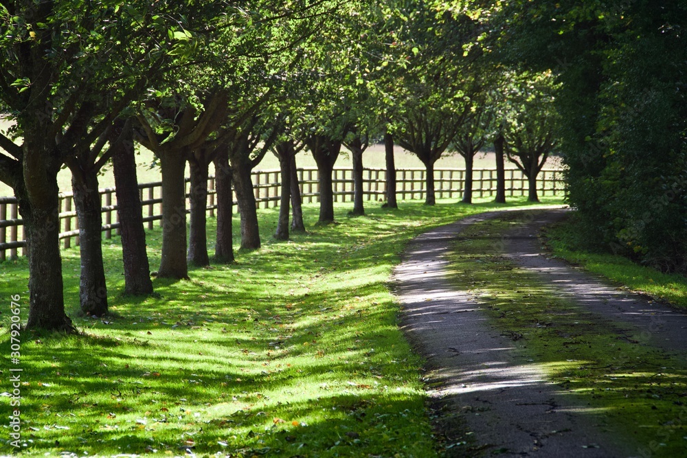 Fototapeta premium Tree Lined Avenue