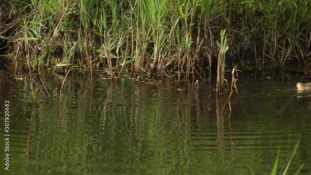 A beautiful young Canada Goose Gosling swims along in a canal on a warm spring day. gosling swims near the shore A beautiful young Canada Goose Gosling swims along in a canal on a warm spring day. gosling swims near the shore