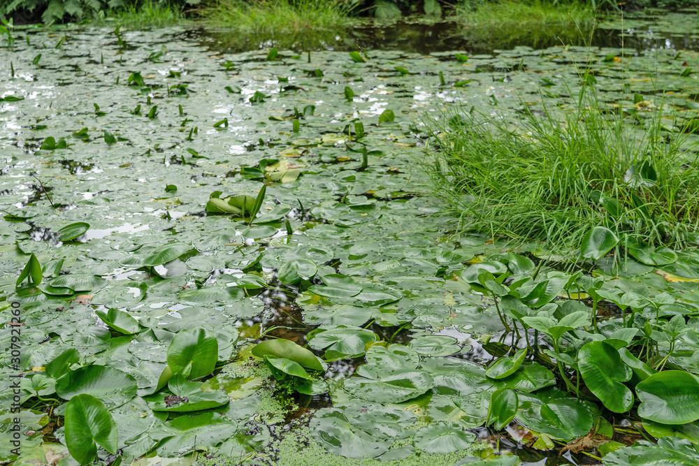 Water plants in the pond, water green lillies. Water plants in the pond, water green lillies.