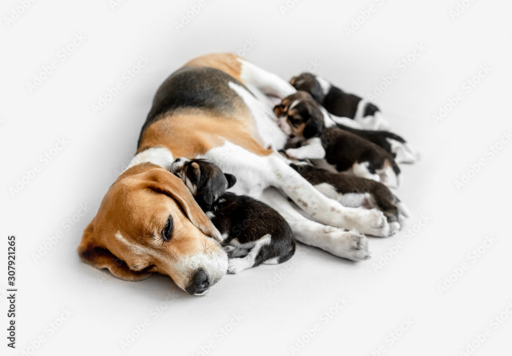Newborn beagle puppies asleep