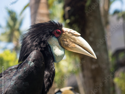 Indonesia, november 2019: Close up portrait of Oriental pied hornbill(Anthracoceros albirostris) in nature at Bali Bird Park photo