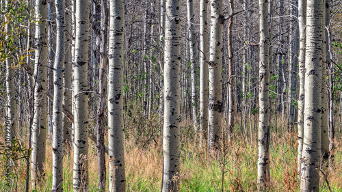Fototapeta Naklejka Na Ścianę i Meble -  Birch Trees in a forest