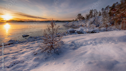 little christmas tree in the snow and winter sunrise on the lake Ladoga island Kajosaari Republic of Karelia © Lana Kray