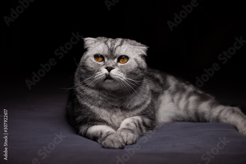 Scottish fold cat on bed photo