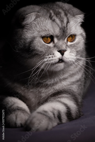 Scottish fold cat on bed photo