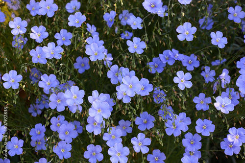 Blue flowers of decorative linum austriacum and its runaways on a dark background.