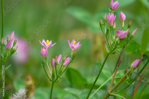 Centaury Flowers in Bloom in Summer