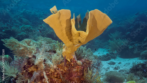 Colorful soft coral from the family of Sarcophiton. Underwater photography. photo